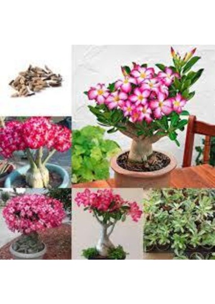 1 Adet Nadir Bulunan Ithal Çöl Gülü Bonnsai Ağaç Tohumu Çöl Çiçeği Ağacı Tohumu Saksı Toprak