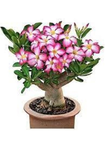 1 Adet Nadir Bulunan Ithal Çöl Gülü Bonnsai Ağaç Tohumu Çöl Çiçeği Ağacı Tohumu Saksı Toprak fiyatları