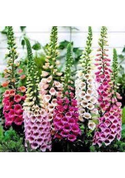 10 Adet Tohum Yüksük Otu Çiçeği Tohumu Çiçek Tohumları Saksı Toprak Sürpriz Hediye Tohumla Gönderi