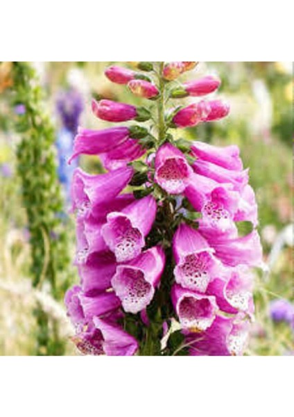 10 Adet Tohum Yüksük Otu Çiçeği Tohumu Çiçek Tohumları Saksı Toprak Sürpriz Hediye Tohumla Gönderi fiyatları