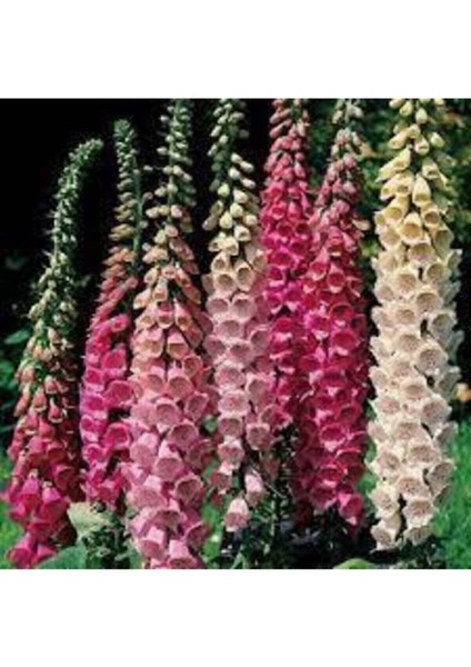 10 Adet Tohum Yüksük Otu Çiçeği Tohumu Çiçek Tohumları Saksı Toprak Sürpriz Hediye Tohumla Gönderi modelleri