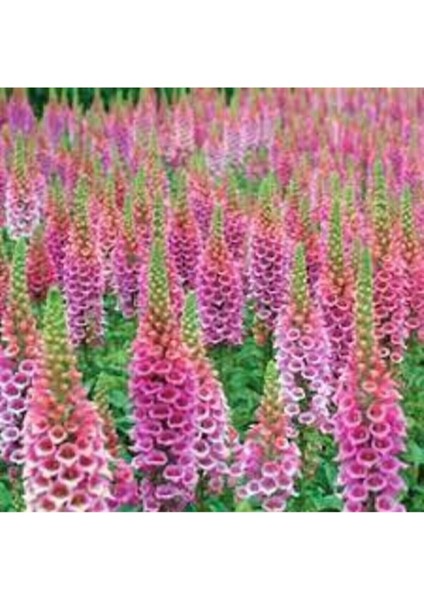 10 Adet Tohum Yüksük Otu Çiçeği Tohumu Çiçek Tohumları Saksı Toprak Sürpriz Hediye Tohumla Gönderi fırsatları