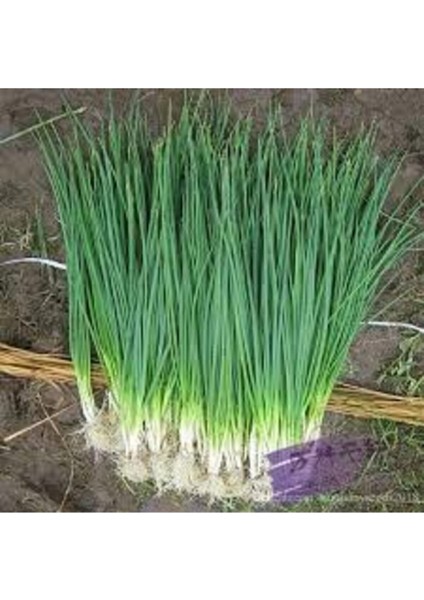 50 Adet Tohum Taze Firik Acısız Yeşil Soğan Tohumu Ata Tohum Süpriz Hediye Tohum fiyatları