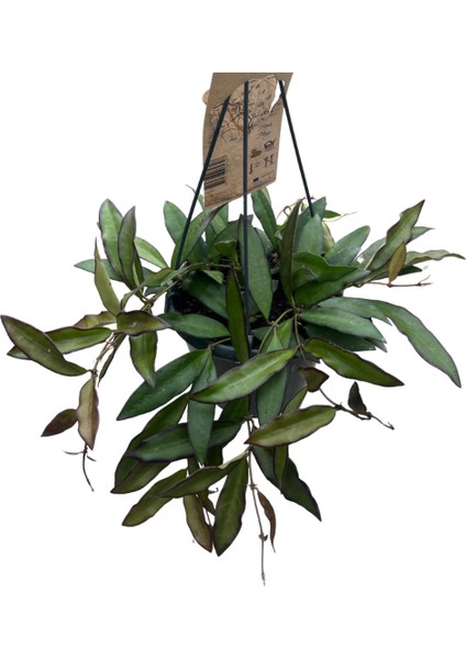 Hoya 'Rosita' (Mum Çiçeği)