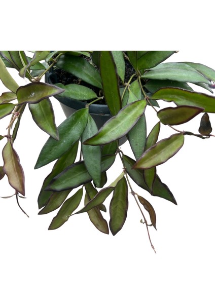 Hoya 'Rosita' (Mum Çiçeği) fiyatları