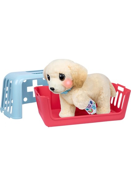 Llp Yavru Köpek Iyileşir