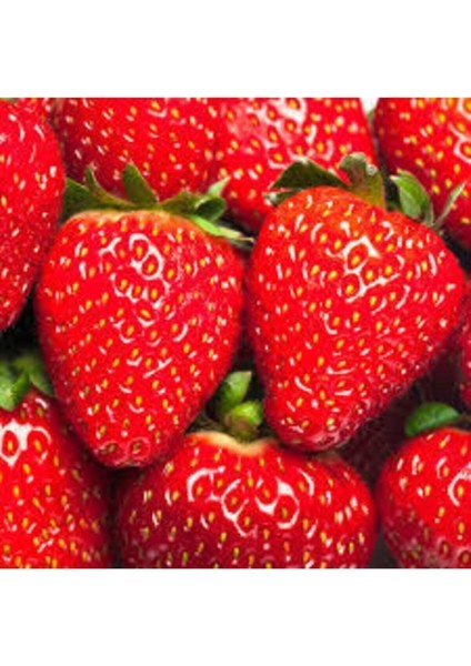10 Adet Çilek Tohumu Ithal Çilek Tohumu