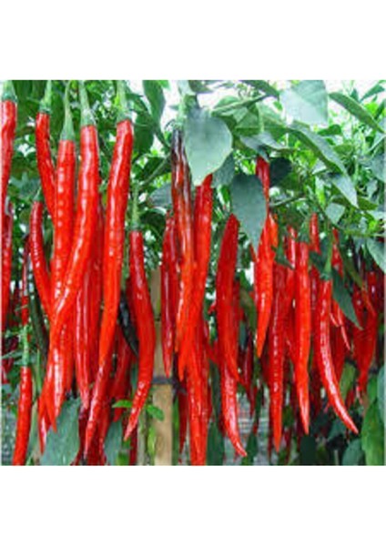 Tohum Süper Paket Şili Biberi Tohumu Çok Acı Chili Biberi Tohumu 160 Adet