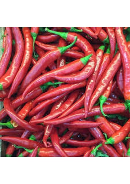 Tohum Süper Paket Şili Biberi Tohumu Çok Acı Chili Biberi Tohumu 160 Adet modelleri