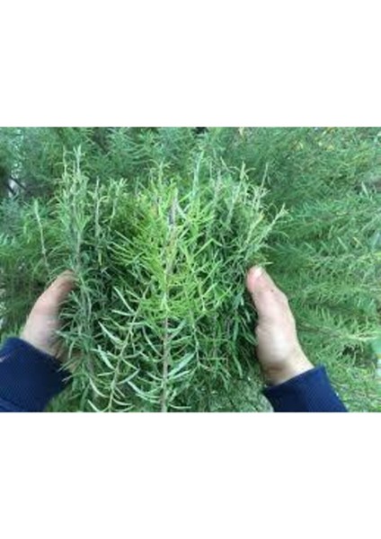 10 Adet Nadir Biberiye Bitkisi Tohumu modelleri