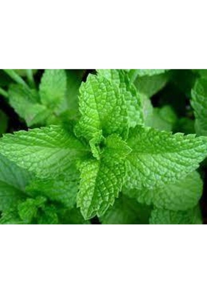 50 Adet Tohum Yediveren Ithalyan Ithal Nane Tohumu Saksı Toprak Sürpriz Hediye Tohum