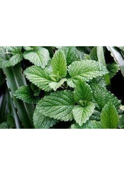 50 Adet Tohum Yediveren Ithalyan Ithal Nane Tohumu Saksı Toprak Sürpriz Hediye Tohum fiyatları