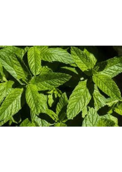 50 Adet Tohum Yediveren Ithalyan Ithal Nane Tohumu Saksı Toprak Sürpriz Hediye Tohum modelleri