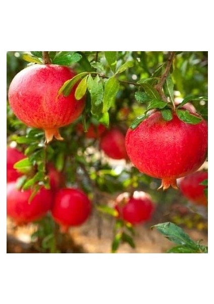 Hicaz Nar Fidanı 3YAŞLI130-150CM