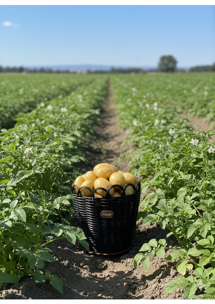Raddancore Büyük Boy Patateslik/patates Sepeti fırsatları