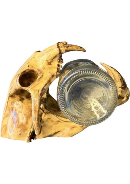 Dinozor Iskeleti Kafatası (Kuru Kafa) – El Boyaması – Dekoratif Koleksiyon Objesi ve Masa Üstü Dekor fiyatları