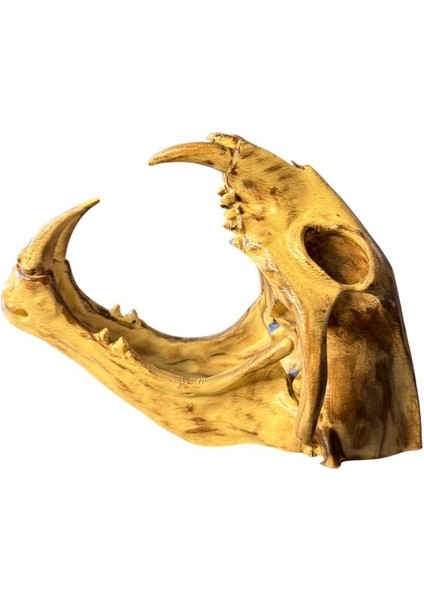 Dinozor Iskeleti Kafatası (Kuru Kafa) – El Boyaması – Dekoratif Koleksiyon Objesi ve Masa Üstü Dekor indirimleri