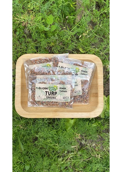 Turp Tohumu