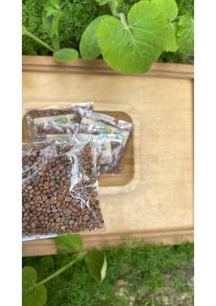 Turp Tohumu fiyatları