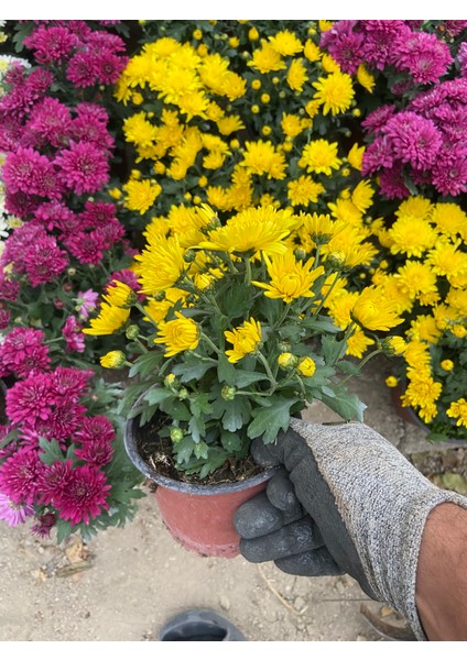 Saksılı Sarı Kasımpatı – Canlı Bahçe ve Balkon Çiçeği | Güneş Sever, Bol Çiçekli Mevsimlik Bitki