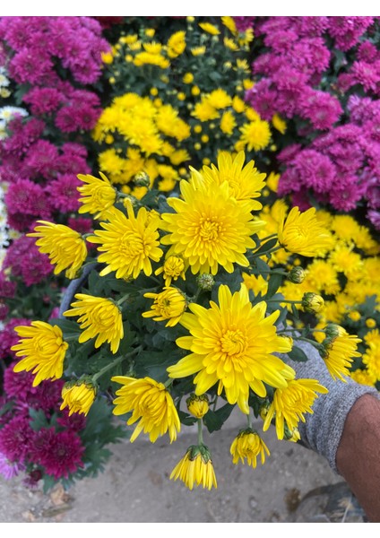 Saksılı Sarı Kasımpatı – Canlı Bahçe ve Balkon Çiçeği | Güneş Sever, Bol Çiçekli Mevsimlik Bitki fiyatları