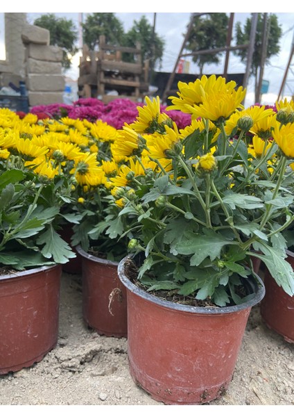 Saksılı Sarı Kasımpatı – Canlı Bahçe ve Balkon Çiçeği | Güneş Sever, Bol Çiçekli Mevsimlik Bitki modelleri