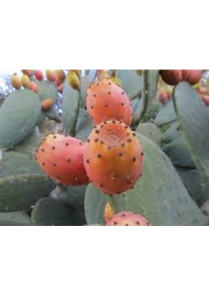 5 Adet Dikenli Hint Incir Frenk Inciri Tohumu fiyatları