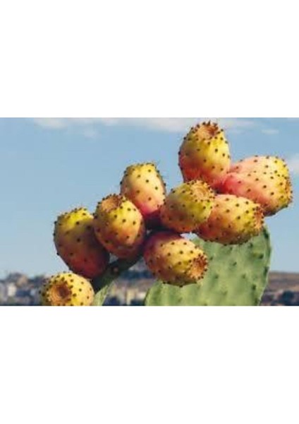 5 Adet Dikenli Hint Incir Frenk Inciri Tohumu modelleri