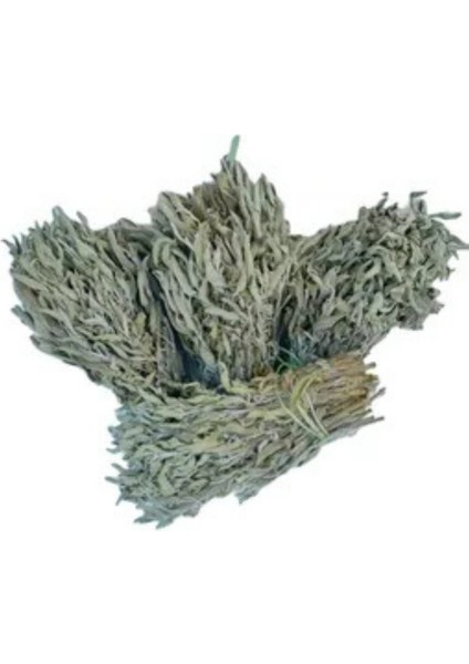 Doğal Yeni Mahsül Taze Adaçayı Demeti fiyatları