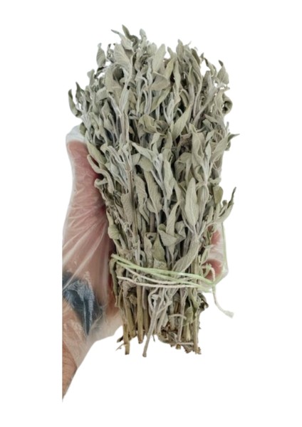 Doğal Yeni Mahsül Taze Adaçayı Demeti modelleri