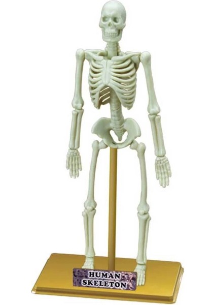 Bfs Bilim Seti : Insan Iskeleti