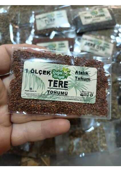 Tere Tohumu 1 Ölçek