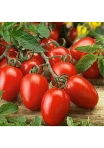 10 Adet Geleneksel Bursa Domates Tohumu
