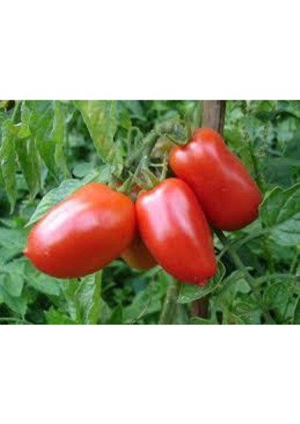 10 Adet Geleneksel Bursa Domates Tohumu fiyatları