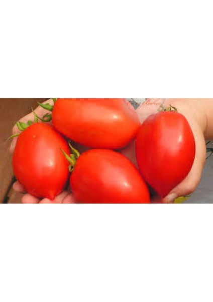 10 Adet Geleneksel Bursa Domates Tohumu modelleri