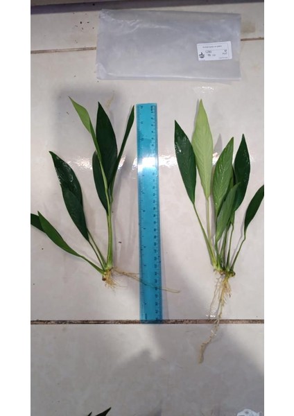 Bitki L280 Anubias Barteri Var Glabra