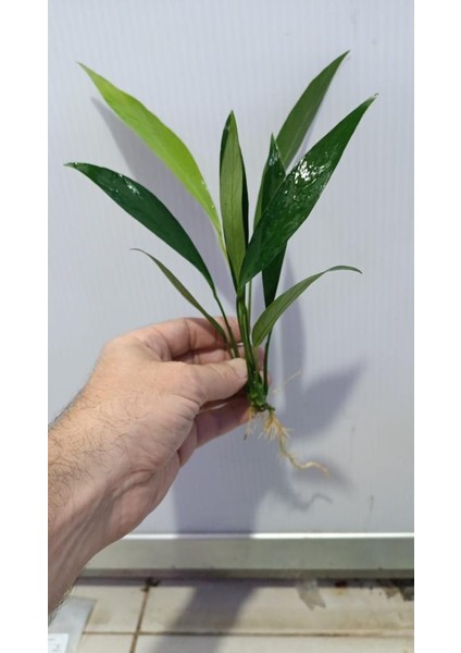 Bitki L280 Anubias Barteri Var Glabra fiyatları