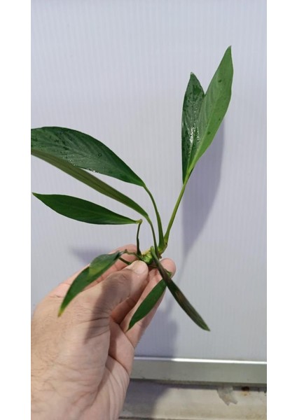 Bitki L280 Anubias Barteri Var Glabra modelleri