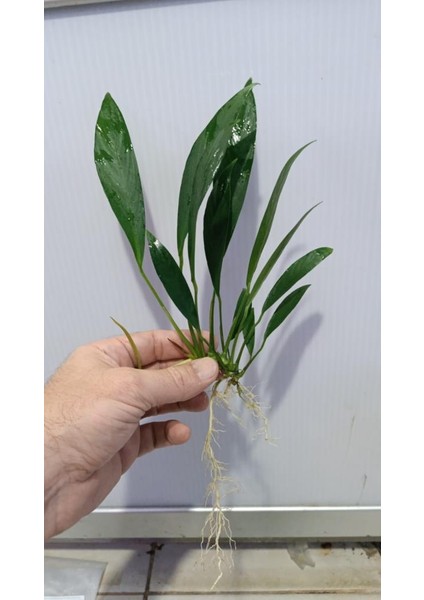 Bitki L280 Anubias Barteri Var Glabra fırsatları