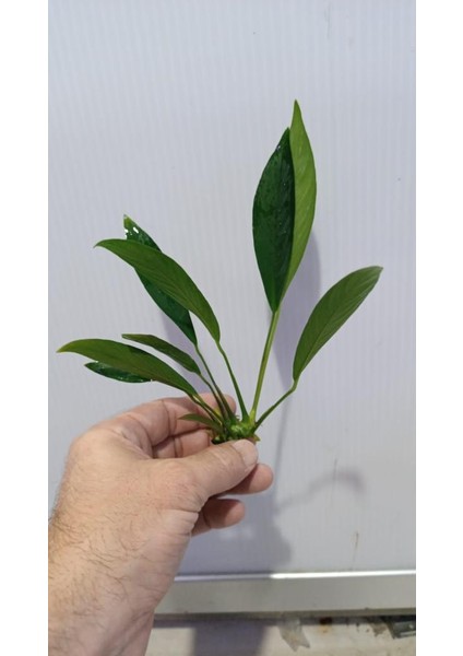 Bitki L280 Anubias Barteri Var Glabra indirimleri