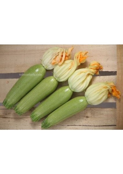 Kabak Tohumu Sakız Kabak Tohumu 15 Adet Tohum fiyatları