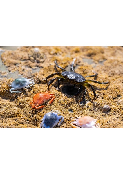 Gulp Peeler Crab Lrf Silikon Yengeç Molting-5 cm modelleri