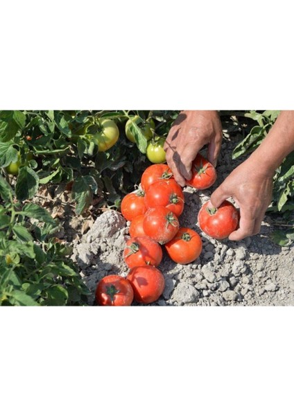 Ankara Ayaş Domates Tohumu Ayaş Domatesi Tohumu 15 Adet Tohum modelleri