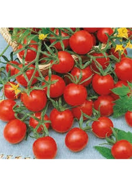 100 Adet Tohum Eko Paket Ithal Pinpon Domates fiyatları
