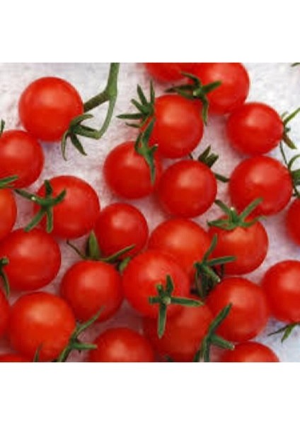 100 Adet Tohum Eko Paket Ithal Pinpon Domates modelleri