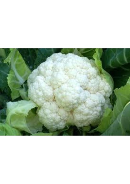 500 Adet Tohum Süper Paket Karnabahar Tohumu Karnıbahar Tohumu