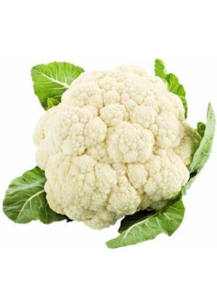 500 Adet Tohum Süper Paket Karnabahar Tohumu Karnıbahar Tohumu fiyatları