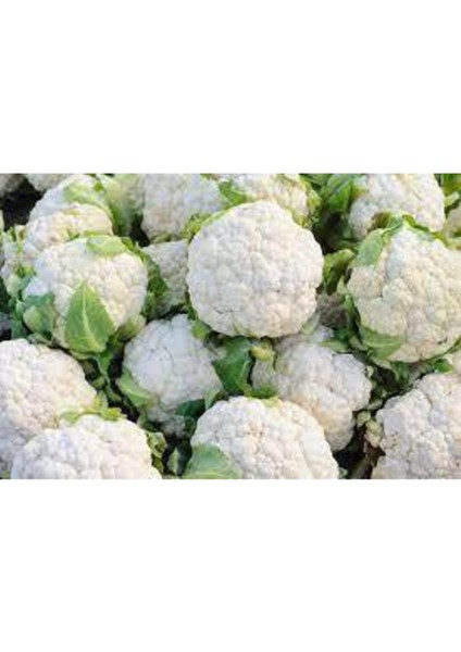 500 Adet Tohum Süper Paket Karnabahar Tohumu Karnıbahar Tohumu modelleri