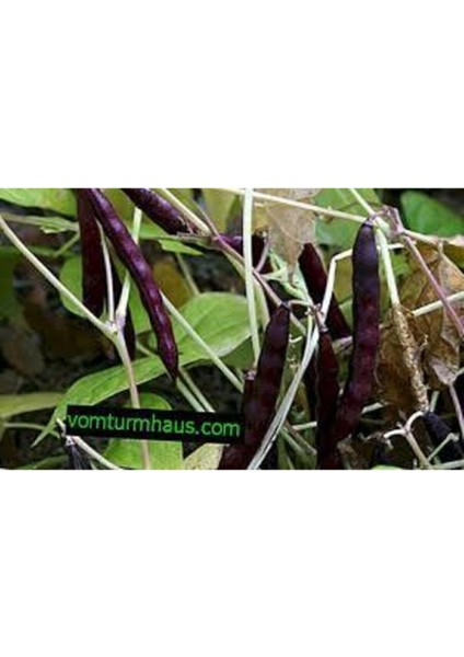 Süper Paket Siyah Fasulye Tohumu 100 Adet fiyatları