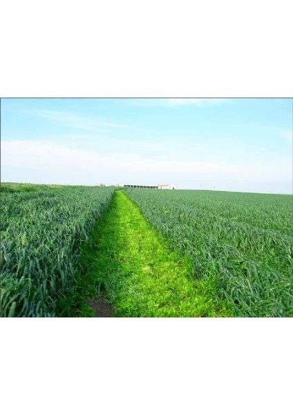 Ithal Süt Otu Tohumu (Ryegrass) - Rye Grass - Italyan Çimi - Reygrass - Tetraploid 5 kg